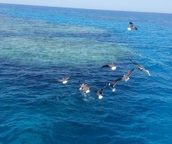 Boat trip to the Qulaan Islands-Activities and excursions in Marsa Ala