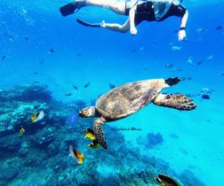 Marsa Alam Activities-Excursions-Abu Dabab Snorkeling Tour-Snorkeling 