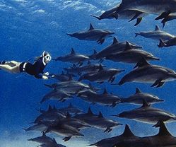 Dolphin Tour Hurghada 