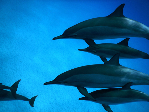 Sataya Dolphin Reef Overnight-Sataya Dolphin Reef- Overnight Snorkel T