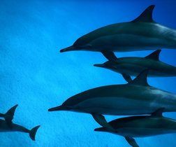 Sataya Dolphin Reef Overnight-Sataya Dolphin Reef- Overnight Snorkel T