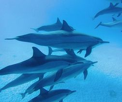 Swimming with Dolphins -Snorkeling Tour-Activities and excursions in M